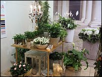 www.floristic.ru - .       - ?