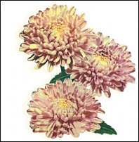 www.floristic.ru - . "Just Chrysanthemum"  )