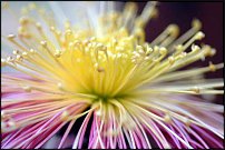 www.floristic.ru - . "Just Chrysanthemum"  )