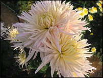 www.floristic.ru - . "Just Chrysanthemum"  )