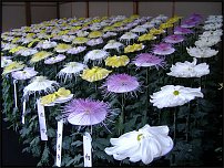 www.floristic.ru - . "Just Chrysanthemum"  )