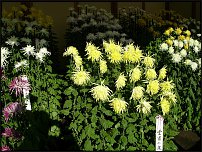 www.floristic.ru - . "Just Chrysanthemum"  )