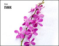 www.floristic.ru - .  