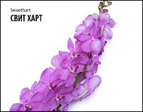 www.floristic.ru - Флористика. Настольные композиции