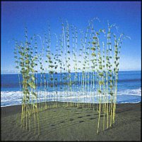 www.floristic.ru - . Udo Udo Udo in  (Nils Udo)