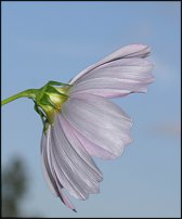 www.floristic.ru - .   .