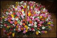 www.floristic.ru - . ,  .