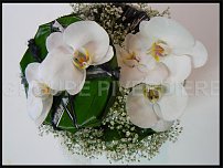 www.floristic.ru - .    "Piverdie"