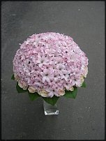 www.floristic.ru - .    