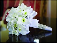www.floristic.ru - Флористика. Эухарис(Eucharis) - амазонская лилия.