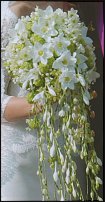 www.floristic.ru - Флористика. Эухарис(Eucharis) - амазонская лилия.