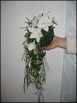 www.floristic.ru - Флористика. Эухарис(Eucharis) - амазонская лилия.