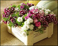 www.floristic.ru - .       - ?