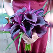 www.floristic.ru - Флористика. КАЛЛЫ