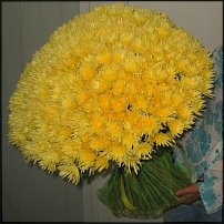 www.floristic.ru - . "Just Chrysanthemum"  )