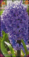 www.floristic.ru - . Hyacinthus - 