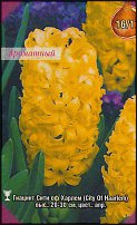 www.floristic.ru - . Hyacinthus - 