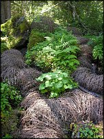 www.floristic.ru - . Land Art