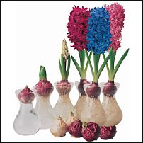 www.floristic.ru - . Hyacinthus - 