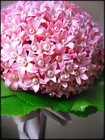 www.floristic.ru - . Hyacinthus - 