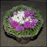 www.floristic.ru - . Hyacinthus - 