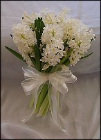 www.floristic.ru - . Hyacinthus - 