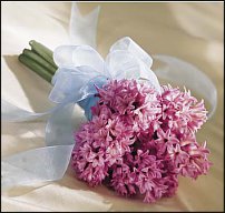 www.floristic.ru - . Hyacinthus - 