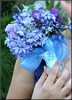 www.floristic.ru - . Hyacinthus - 