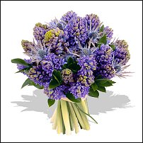 www.floristic.ru - . Hyacinthus - 