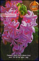 www.floristic.ru - . Hyacinthus - 