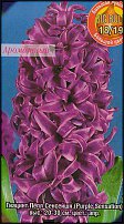 www.floristic.ru - . Hyacinthus - 