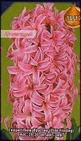 www.floristic.ru - . Hyacinthus - 