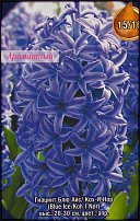 www.floristic.ru - . Hyacinthus - 