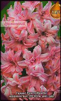 www.floristic.ru - . Hyacinthus - 