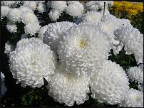 www.floristic.ru - . "Just Chrysanthemum"  )