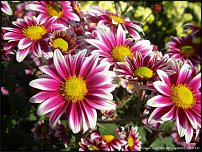 www.floristic.ru - . "Just Chrysanthemum"  )