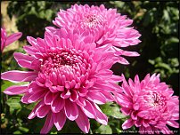 www.floristic.ru - . "Just Chrysanthemum"  )