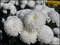 www.floristic.ru - . "Just Chrysanthemum"  )