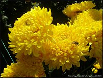 www.floristic.ru - . "Just Chrysanthemum"  )