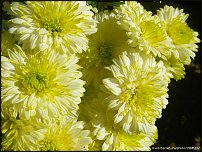 www.floristic.ru - . "Just Chrysanthemum"  )