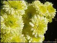 www.floristic.ru - . "Just Chrysanthemum"  )