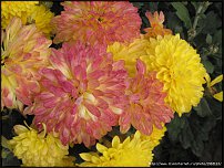 www.floristic.ru - . "Just Chrysanthemum"  )