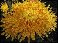 www.floristic.ru - . "Just Chrysanthemum"  )