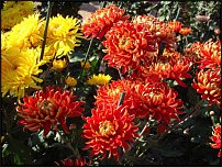 www.floristic.ru - . "Just Chrysanthemum"  )