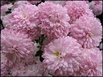 www.floristic.ru - . "Just Chrysanthemum"  )