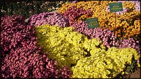 www.floristic.ru - . "Just Chrysanthemum"  )