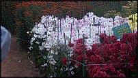 www.floristic.ru - . "Just Chrysanthemum"  )