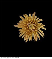 www.floristic.ru - . "Just Chrysanthemum"  )