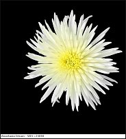 www.floristic.ru - . "Just Chrysanthemum"  )