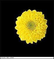 www.floristic.ru - . "Just Chrysanthemum"  )